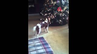 Dog hates Christmas tree!