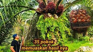 cuma 35 pokok dan lihat hasilnya