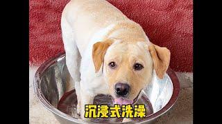 肉肉说了算：狗子大，一盆洗不下#肉肉说了算 #labrador #funnydogs