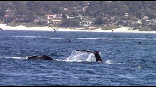 Humpback Whales #VisitCarmel Carmel By The Sea