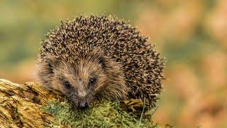 Saving Britain's hedgehogs | Chester Zoo | Hedgehog conservation