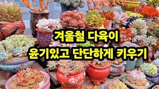 겨울철 다육이 통통하고 튼실하게 키우기 위해 물관리하는방법 #多肉植物 #succulent plant #다육식물