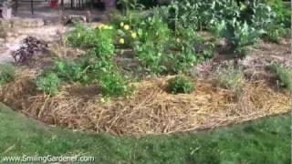 Vegetable Garden Maintenance - It's Super Easy If You Plan It Right