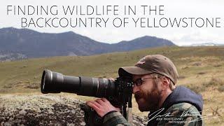 Finding Wildlife is only half of the battle in WILDLIFE PHOTOGRAPHY  |  Yellowstone