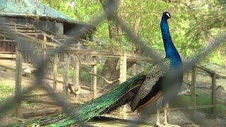 Free-range peacock