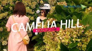 Keindahan Camelia Hill di Pulau Jeju, Primadona Baru Wisata Korea selatan