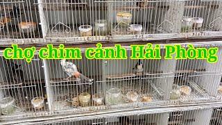 Chợ chim cảnh Hải Phòng