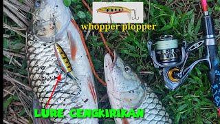 lure ‼️whopper plopper vs hampala 1.495