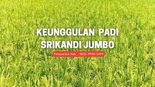 KEUNGGULAN PADI SAMBO SRIKANDI JUMBO