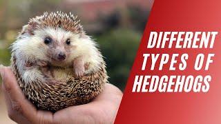 Different Types of Hedgehogs