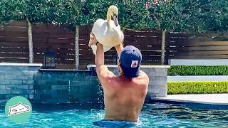 Baby Swan Jumps In Pool And Swims To This Man  | Cuddle Buddies