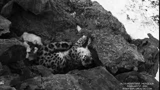 Snow Leopard roaring / chuffing