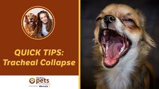Tracheal Collapse QUICK TIPS!