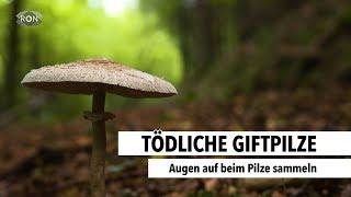 Vorsicht Giftpilze | RON TV