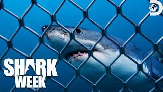 Most Thrilling Moments from Shark Week 2023 | Discovery