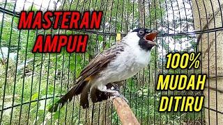 MASTERAN AMPUH Kutilang Gacor Full Isian Mewah 100% Mudah Ditiru Semua Burung Kutilang