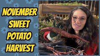 Harvesting Sweet Potatoes and Parsnips in Saskatchewan, Canada