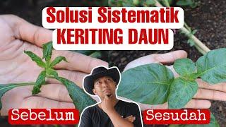 Cara Cerdas Menyembuhkan Keriting Daun 100% Tuntas !!.