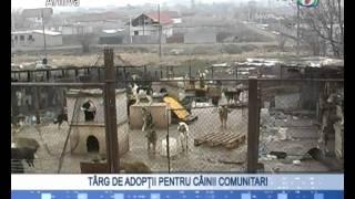 Targ de adoptii pentru cainii comunitari - Tele3Media