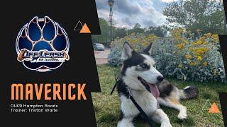 1YO Siberian Husky "Maverick"| From Hyper Husky To Awesome Obedience!