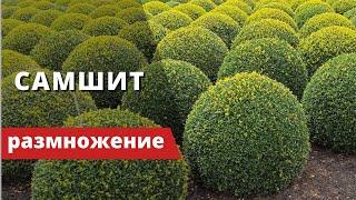 САМШИТ (БУКСУС - BUXUS) - или "КРОШКА НА МИЛЛИОН". Размножение черенкованием. Подробная инструкция.