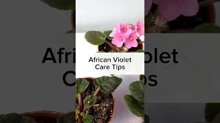 Care tips for pretty blooming, African Violet!  #iamthegardener #indoorplants #plantcollection
