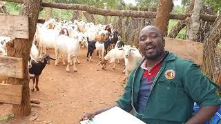 Goats record keeping system