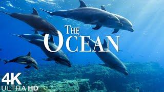 The Ocean 4K - Scenic Wildlife Film With Calming Music - Sea Animals for Relaxation - 4K Video UHD