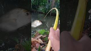 Mancing Ikan Aneh jorannku mau patah #mancing