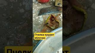 Пчёлка кушает яблочко #shortvideo #subscribe #кот #popular #cat #про #trending #trendingsong