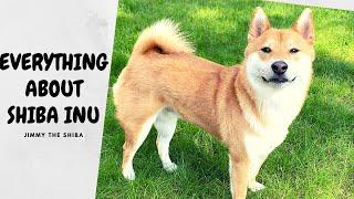 What You Should Know BEFORE Getting a Shiba Inu