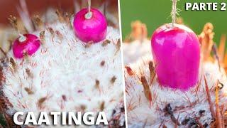 7 Most AMAZING and CURIOUS Native Brazilian Fruits from CAATINGA (Part 2)