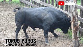 Llegada de los toros puros a la Ganadería La Juliana de los Hnos. Cumplido Mendoza