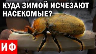 КУДА зимой исчезают НАСЕКОМЫЕ? #ИФ