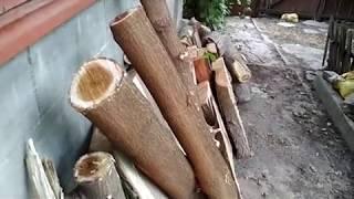 ЗАГОТОВКА ДРЕВЕСИНЫ ОРЕХА.  Walnut wood and harvesting.