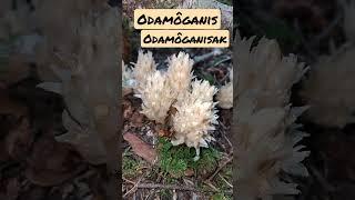 How to Say Ghost Plant, Indian Pipe or Monotropa Plant. Abenaki Language #ôdamô #wabanaki #abenaki