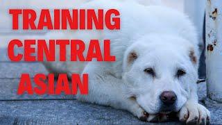 How to Train a Central Asian Shepherd