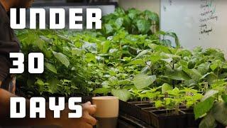 Mastering Pepper Seed Germination In Under 30 Days