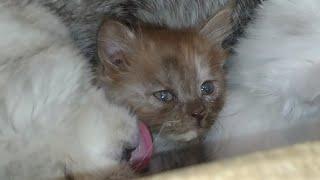 Chicken Soup Fell On Mom Cat Now Kittens Are Getting Crazy They Can Try To Bite Mom Cat