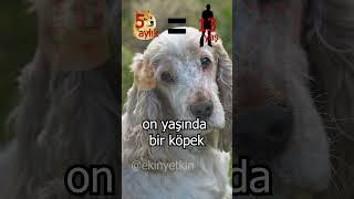 1 yaşındaki köpek yavrusu = 30 yaşındaki insan #shorts