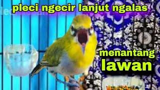 Pleci Ngecir + Ngecall + Ngalas Menantang Lawan