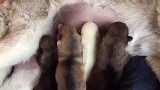 Wolf hybrid  puppies