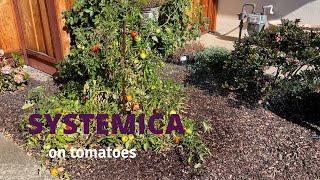 Systemica on Tomatoes