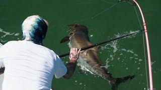 All Time COBIA FISHING!  |  Sight Casting Monsters