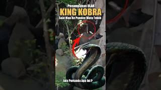 Viral..! Geger Ular King Kobra Keluar Dari sarangnya, saat ke punden watu tekek, pertanda apa ini ?