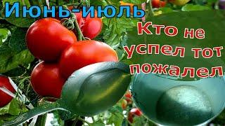 2гр.в Июне Томатам. СЕКРЕТ БОЛЬШОГО УРОЖАЯ ТОМАТОВ. Самая лучшая подкормка для помидоров.