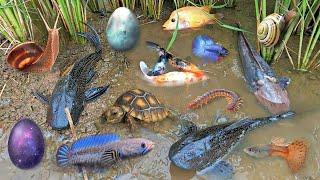 Colorful surprise eggs, lobster, snake, cichlid, betta fish, turtle, butterfly fish, pleco, squid