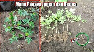 Cara Membedakan Pepaya Jantan & Betina dari Daun dan dari Akar