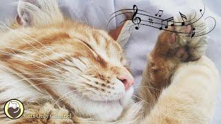 Cat Purring Sounds & 528 Hz Healing Music - Stress Relief, Relaxation, Deep Sleep Music