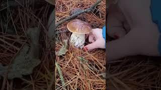 Porcini boletus edulis